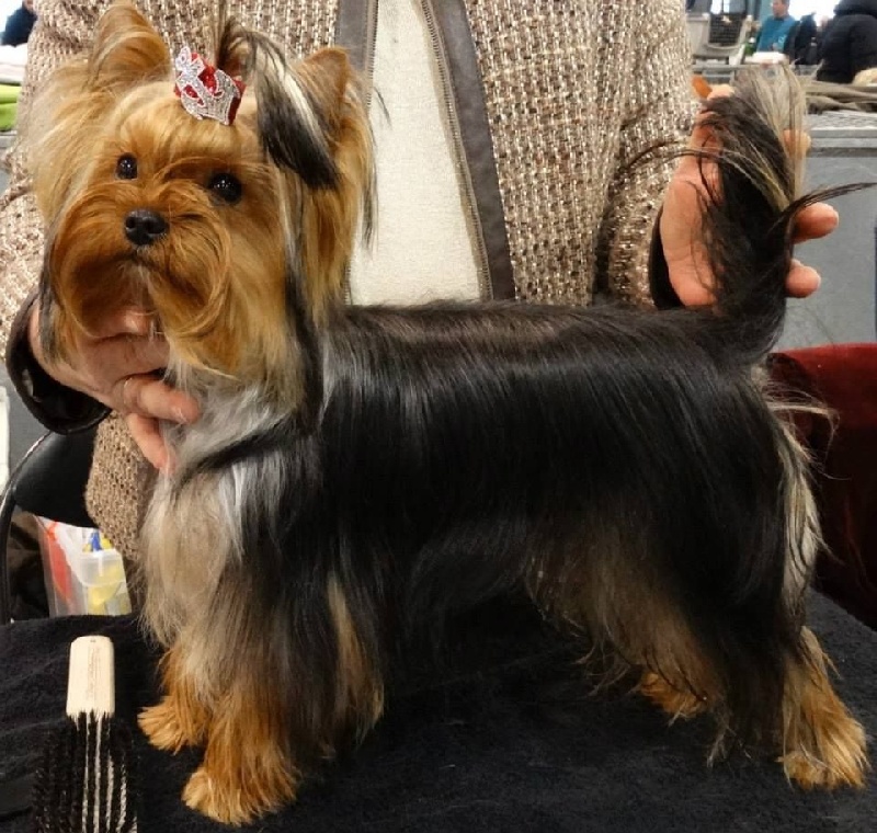 Jules my love forever Des Anges De Lumiére