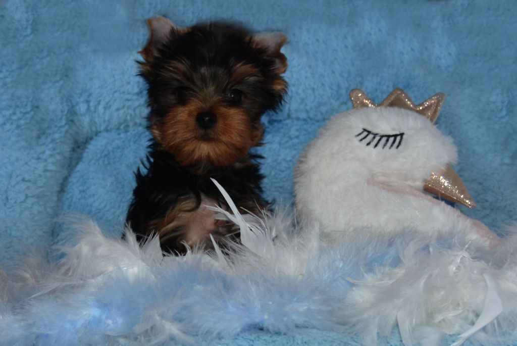 Des Anges De Lumiére - Yorkshire Terrier - Portée née le 28/09/2019