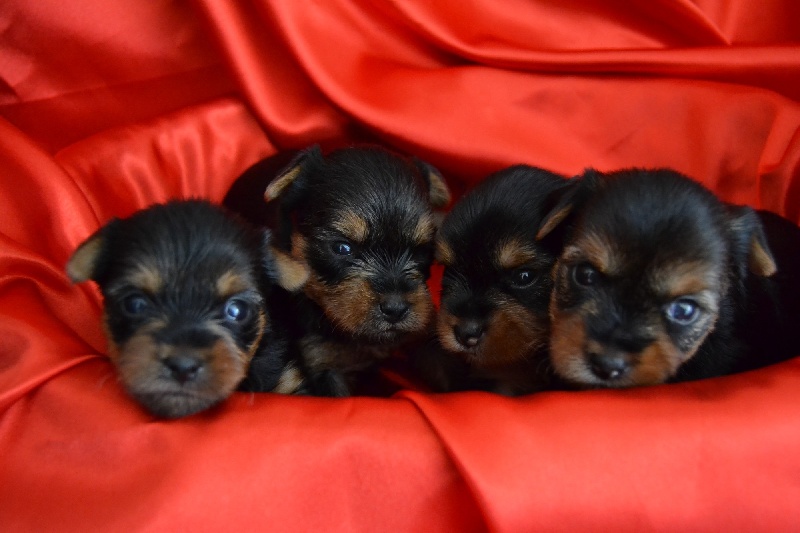 Des Anges De Lumiére - Yorkshire Terrier - Portée née le 21/08/2011