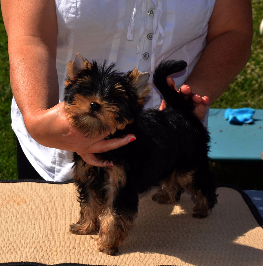 Des Anges De Lumiére - Yorkshire Terrier - Portée née le 08/04/2017